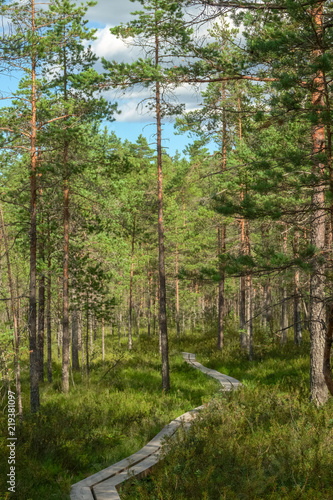 Fototapeta Naklejka Na Ścianę i Meble -  Duckboards