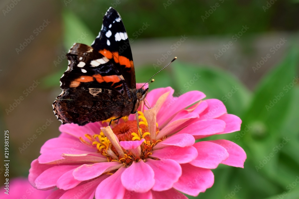 Red Admiral butterfly on a pink gerbera Red Admiral butterfly on a pink gerbera