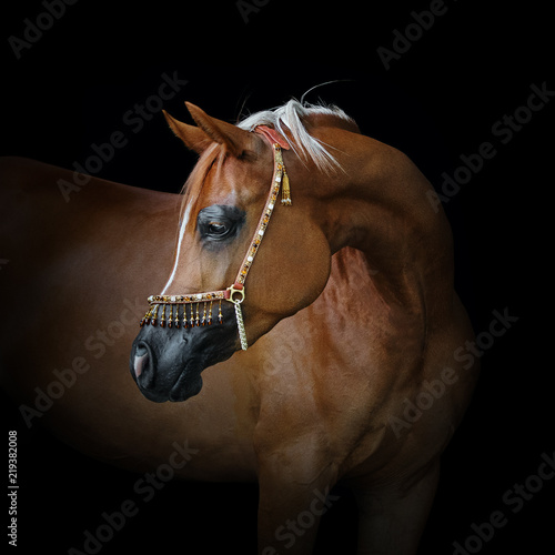 Portrait of a beautiful chestnut arabian horse look back isolated on black background photo