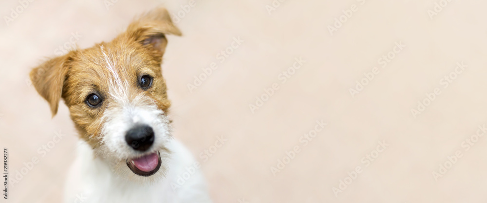 Fototapeta Szczęśliwy uśmiechnięty dźwigarki Russell teriera psa zwierzęcia domowego szczeniak - sieć sztandar z kopii przestrzenią