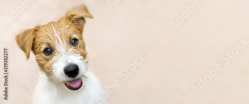 Happy smiling jack russell terrier dog pet puppy - web banner with copy space