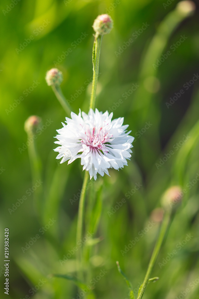 White flowers on the grass in the park White flowers on the grass in the park