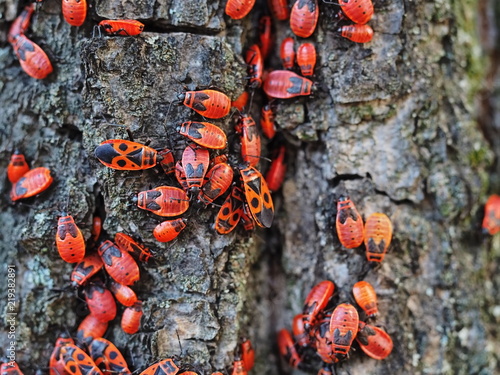 Red bugs population grownup when summer coming