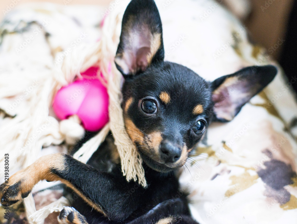 Playful puppy of a terrier on a lap at the owner