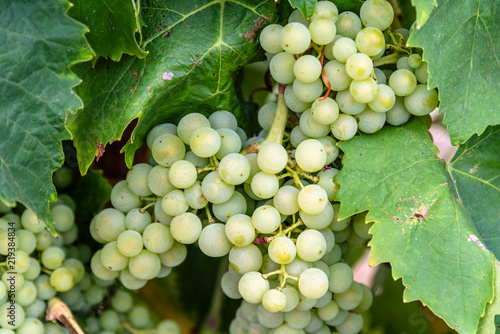 Canvas-taulu Bunch of white wine grapes on the vine