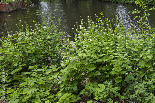 Garlic Mustard (Alliaria petiolata) photo