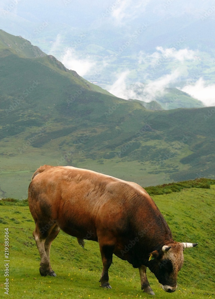Fototapeta premium Toro pastando