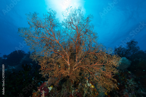 sea fan or gorgonian on the slope of a coral reef with visible water surface and fish