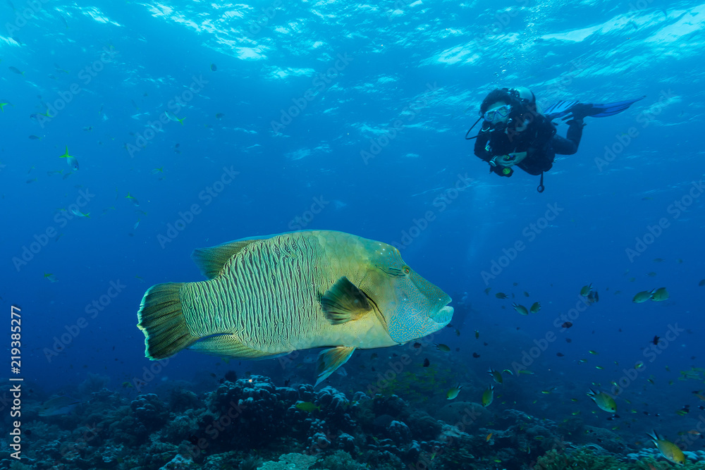 Obraz premium humphead wrasse fish with woman diver
