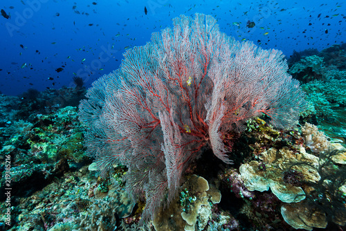 sea fan or gorgonian on the slope of a coral reef with visible water surface and fish photo