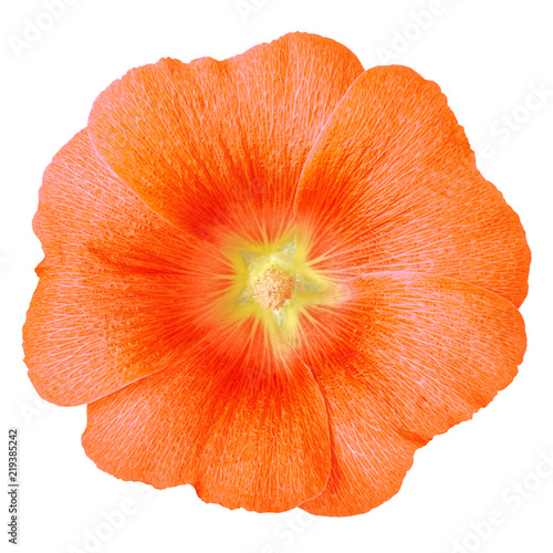 orange yellow flower lavatera isolated on white background. Flower bud close up.  Element of design. Nature.