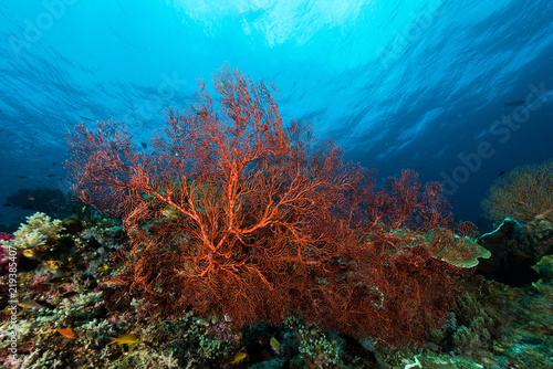 sea fan or gorgonian on the slope of a coral reef with visible water surface and fish © Subphoto