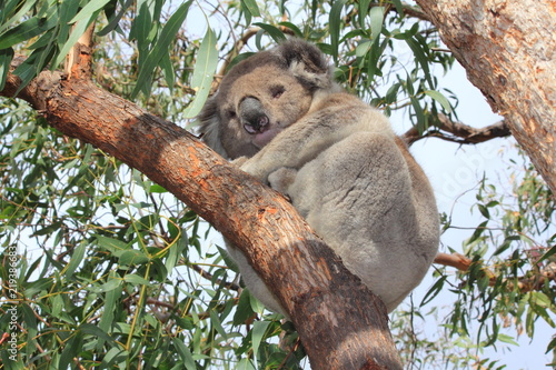 Canvas Print koala bear on gum tree