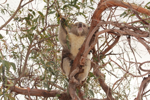 Canvas Print koala bear on gum tree