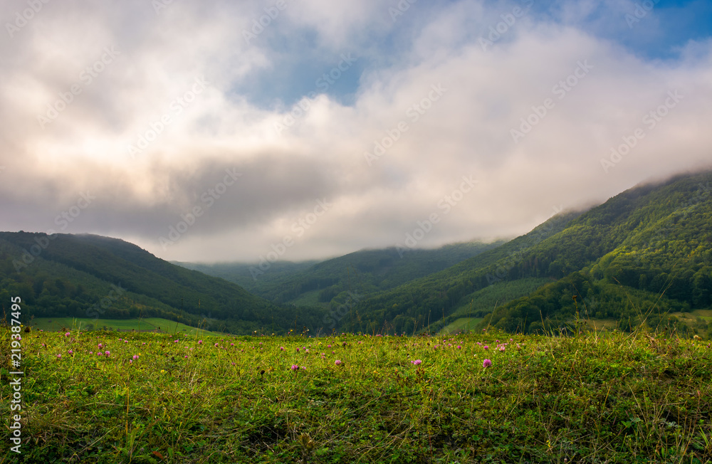 grassy meadow in mountains. wonderful morning with clouds above the distant ridge.