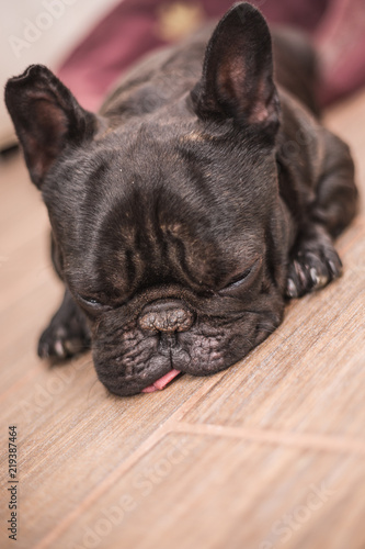 french bulldog sleeping © Csák István