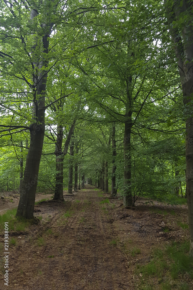 Naklejka premium Beech lane (Fagus sylvatica); Drents-Friese Wold National Park, Drenthe, Netherlands