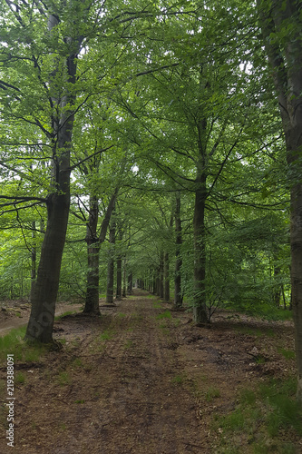 Beech lane  Fagus sylvatica   Drents-Friese Wold National Park  Drenthe  Netherlands