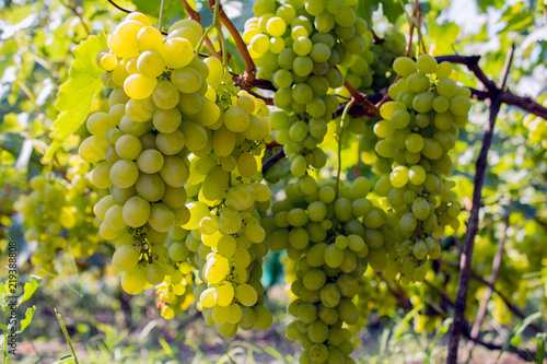 bunch of grapes on the vine, cultivation of vineyard winemaking viticulture