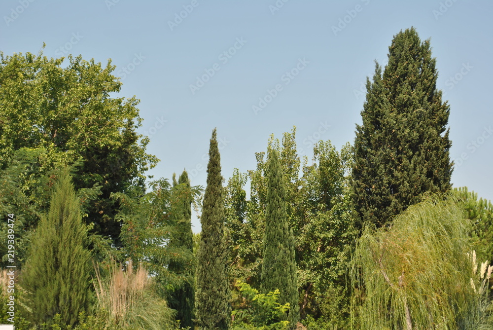 Fototapeta premium trees in the park