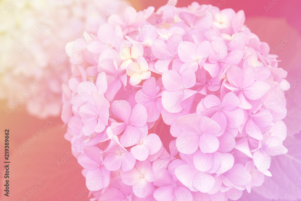Close up of hydrangeas flowers with vintage filter