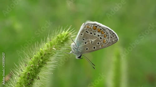 Macro of a colored butterfly Polyommatus icarus with blue wings and long mustaches resting on a blade of grass on a summer evening in the Caucasus Mountains photo