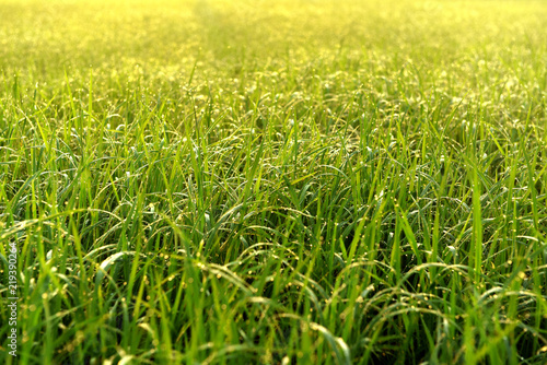 Green field of rice in India