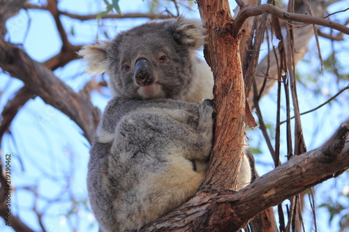 Canvas Print koala on gum tree in Gippsland Lakes