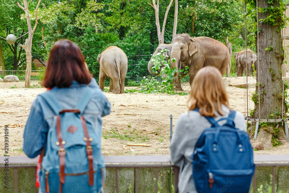 Fototapeta premium Two girls friends students watching at elephant family feeding in the zoo