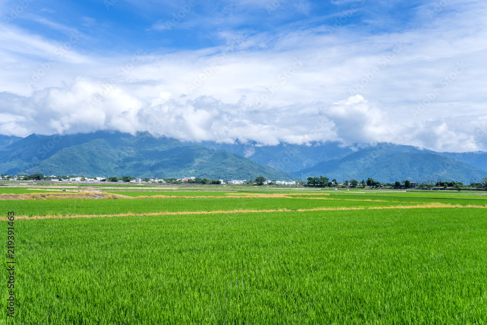 Landscape View Of Beautiful Paddy Field (Rice Plantation) At Brown Avenue, Chishang, Taitung, Taiwan