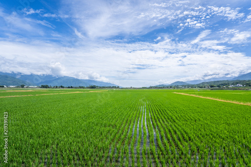 Landscape View Of Beautiful Paddy Field (Rice Plantation) At Brown Avenue, Chishang, Taitung, Taiwan