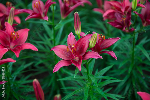 Tiny parrot ,lily flowers