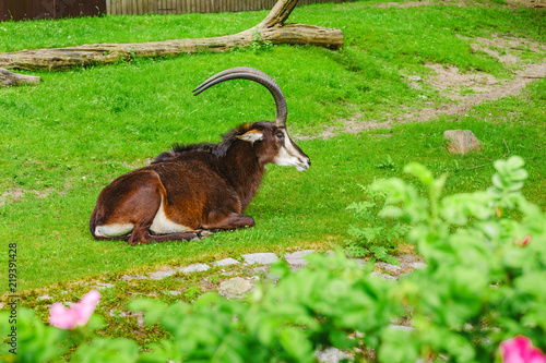 Sable antelope or Hippotragus niger resting on a green meadow in Zoo photo