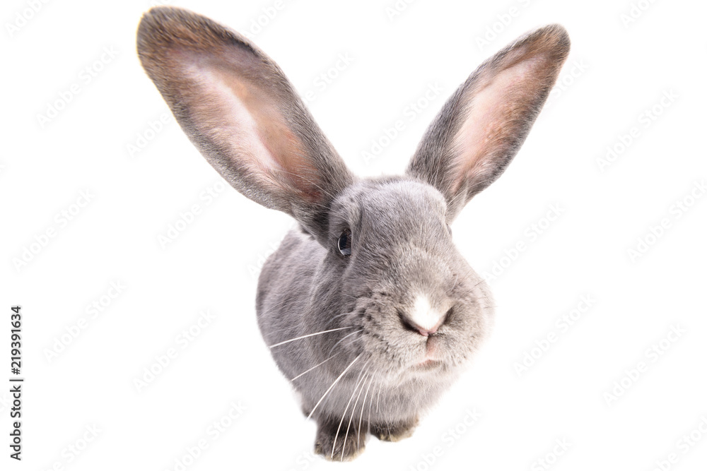 Fototapeta premium A curiouse rabbit portrait. Cute grey bunny with long ears isolated on white background.