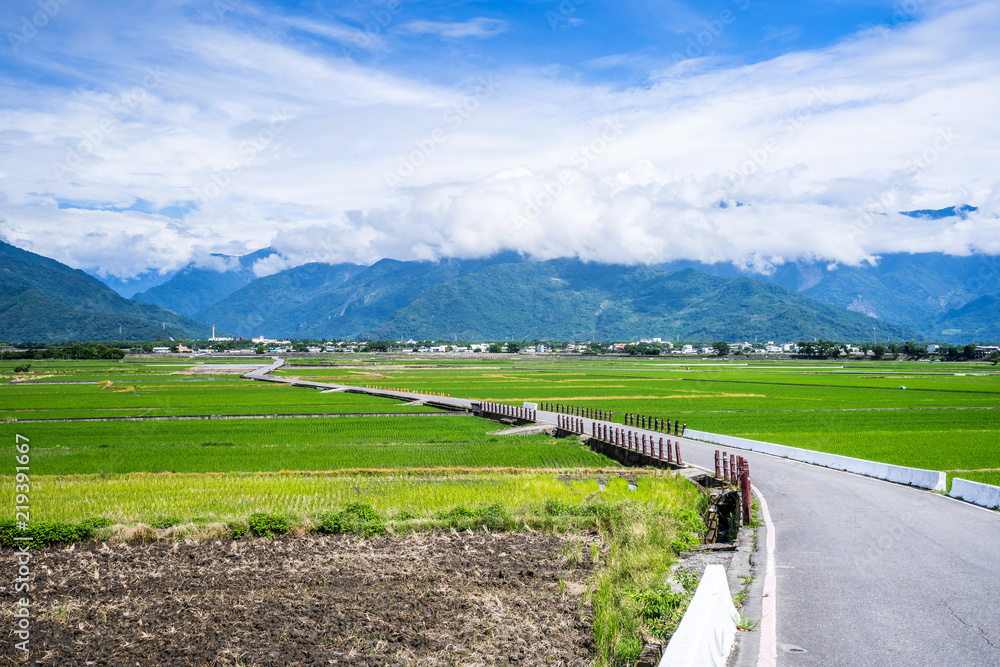 Landscape View Of Beautiful Paddy Field (Rice Plantation) At Brown Avenue, Chishang, Taitung, Taiwan