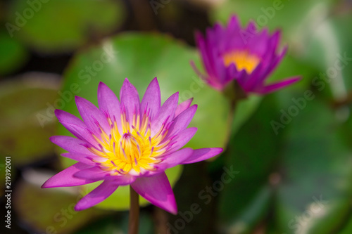 Purple lotus bloom