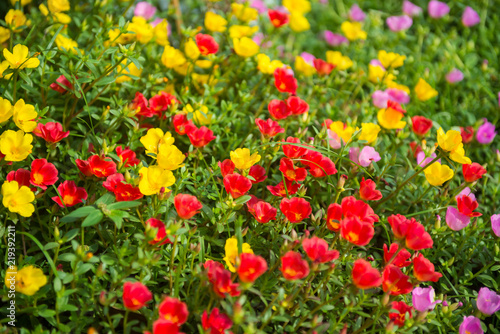 Fototapeta Naklejka Na Ścianę i Meble -  Colorful flowers in the garden