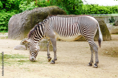 One zebra is grazing in the savannah  safari in the zoo