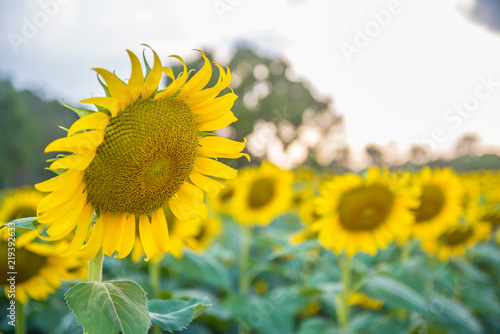 Sunflowers in the garden.