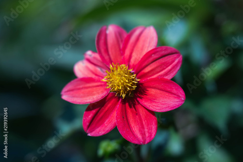 Fototapeta Naklejka Na Ścianę i Meble -  Nahaufnahme einer Dahlie vor unscharfem Hintergrund
