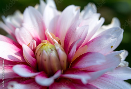 Fototapeta Naklejka Na Ścianę i Meble -  Nahaufnahme einer pink weißen Dahlie