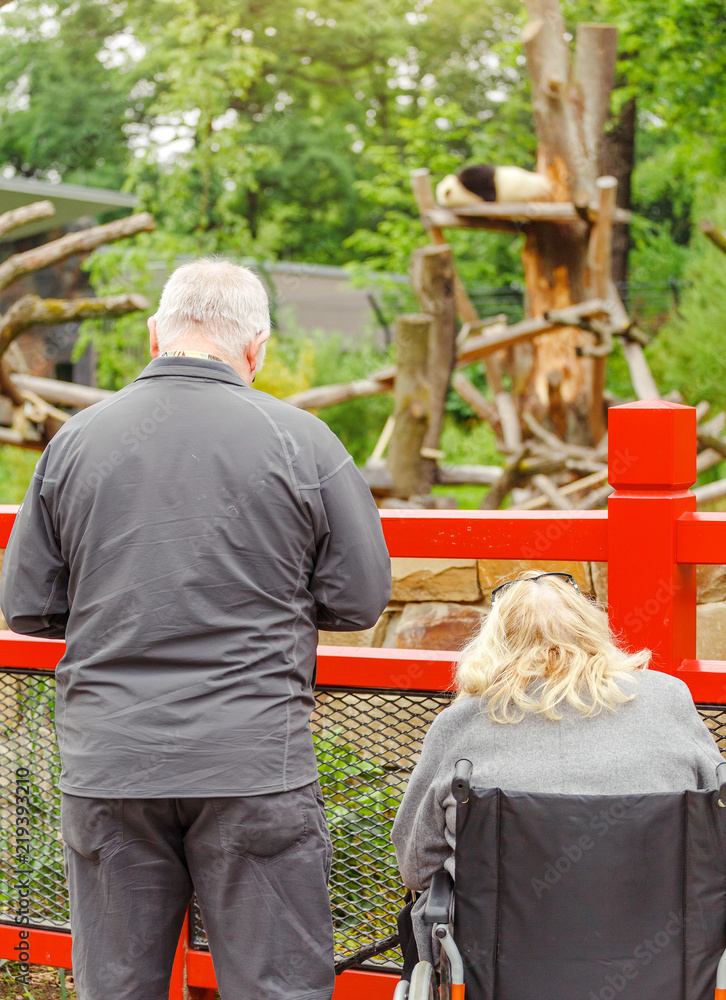 Obraz premium Starsi goście zoo obserwują wielką pandę śpiącą na drzewie