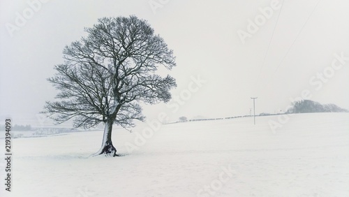 Tree in a snow stom photo