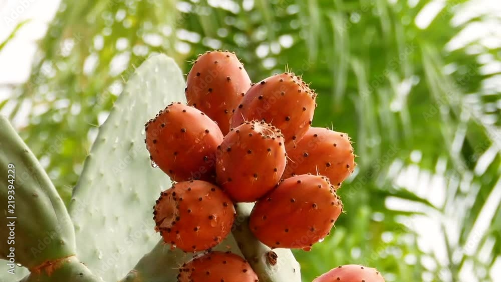Prickly Pears with dew Prickly Pears with dew