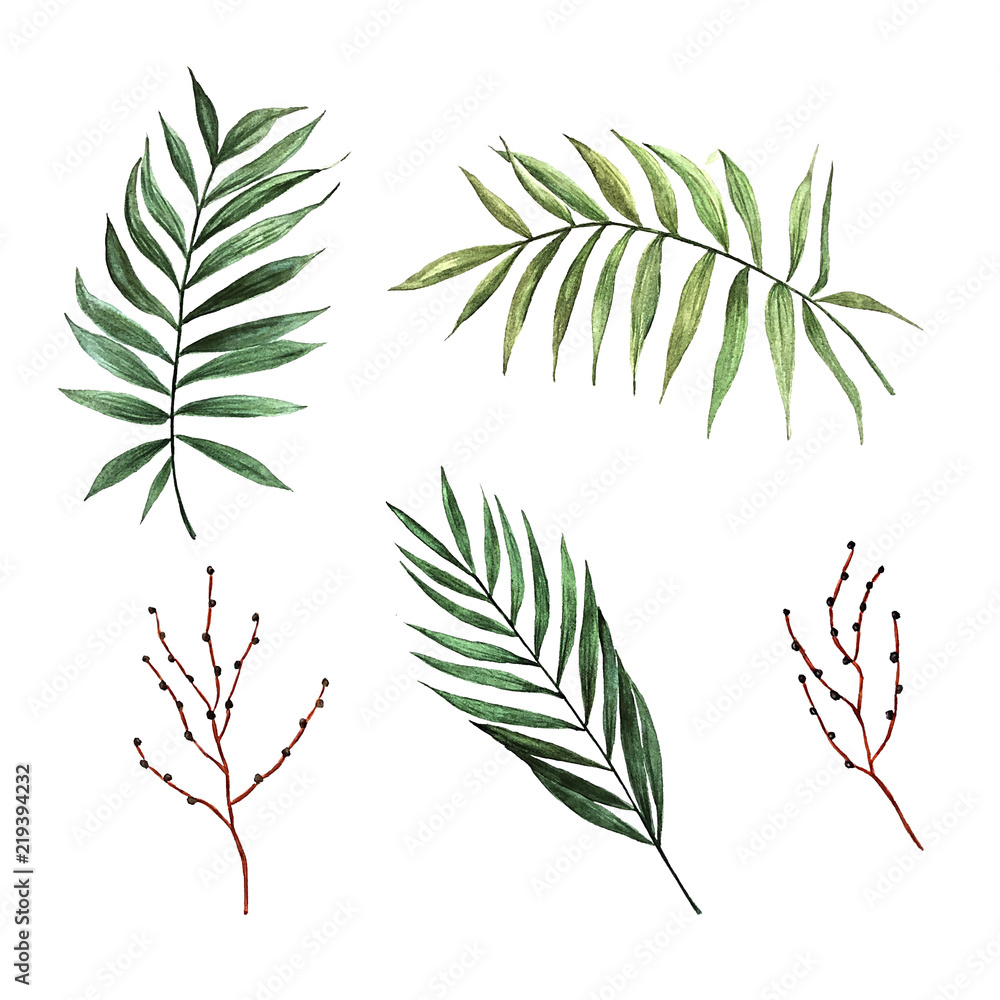 Watercolor palm leaves with seeds. Isolated on white background. Watercolor palm leaves with seeds. Isolated on white background.