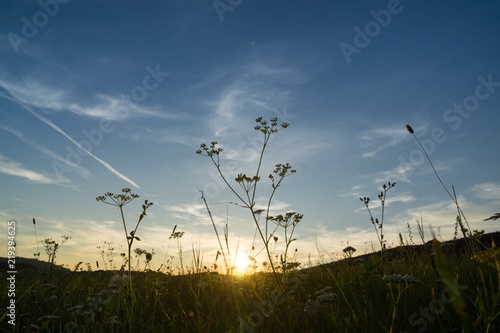 Meadow flowers in the sunset. Slovakia