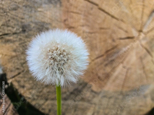 Dead and alive fantasy concept  a white dandelion against the wooden log cross cut section with annual rings