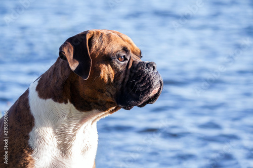 the dog breed is a German boxer male sitting on a background of blue water with small waves, looking attentively away, the dog lifeguard, watchfully watches closely