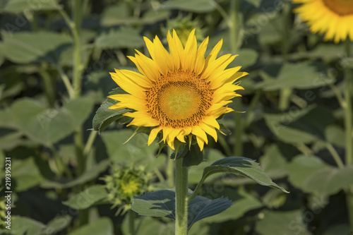 Sunflower field