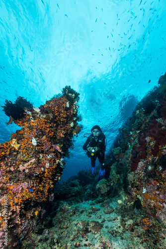 Fototapeta Naklejka Na Ścianę i Meble -  woman diver underwater over a colorful tropical reef with sea fan, coral and sponge in Rajat Ampat, Indonesia